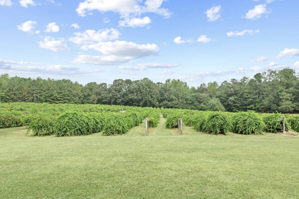Harrells Vineyard