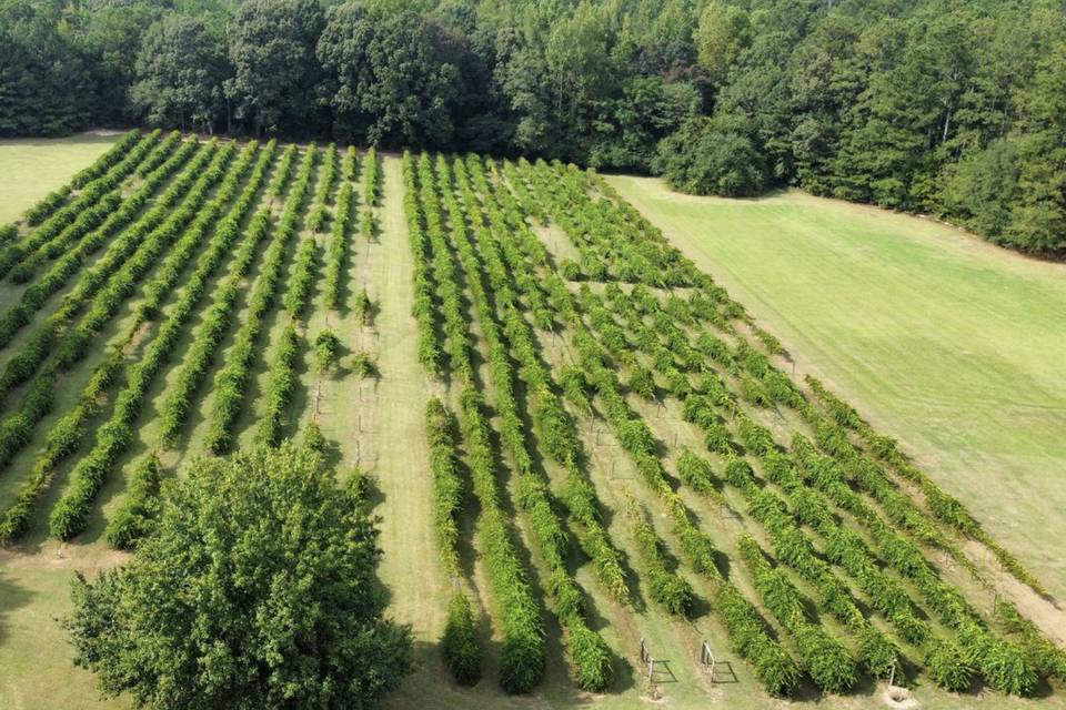 Harrell's Vineyard Aerial