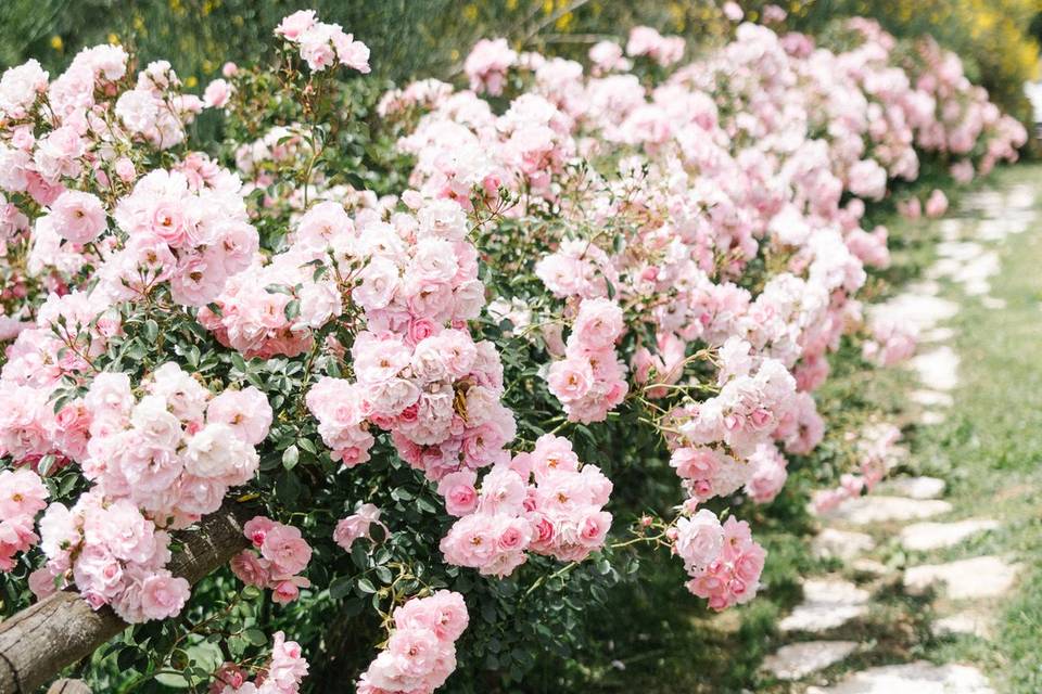 Roses garden