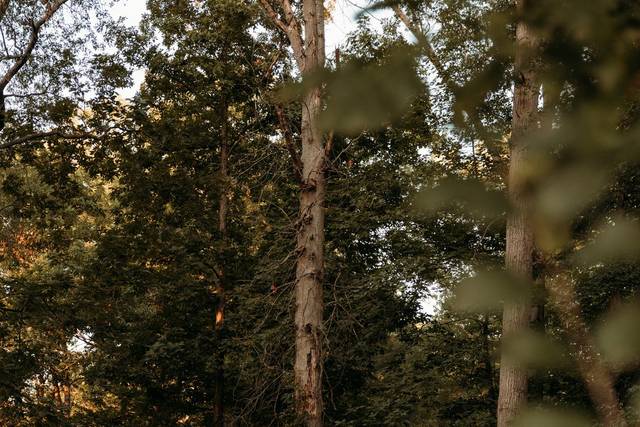 Woods