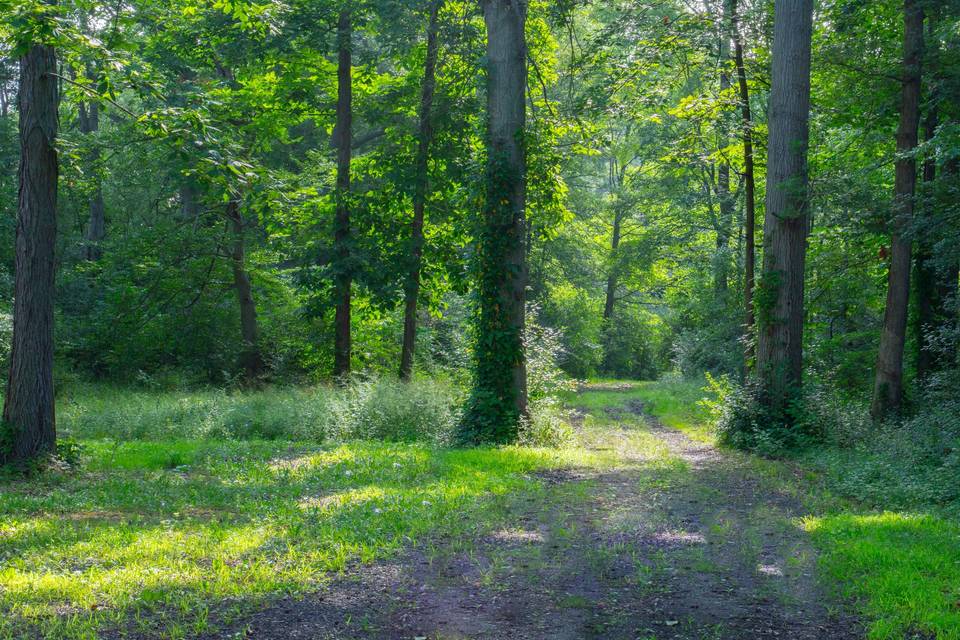 Trail into wooded areas