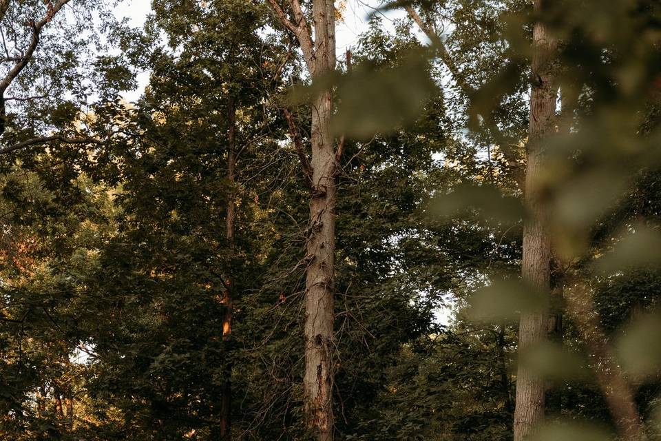 Woods