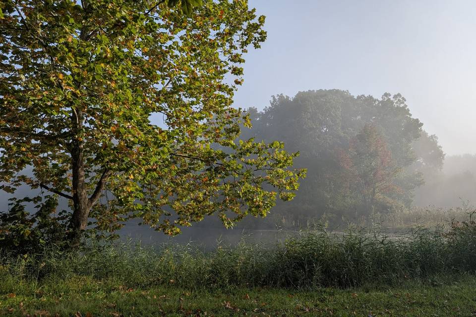 Morning mist over the lake