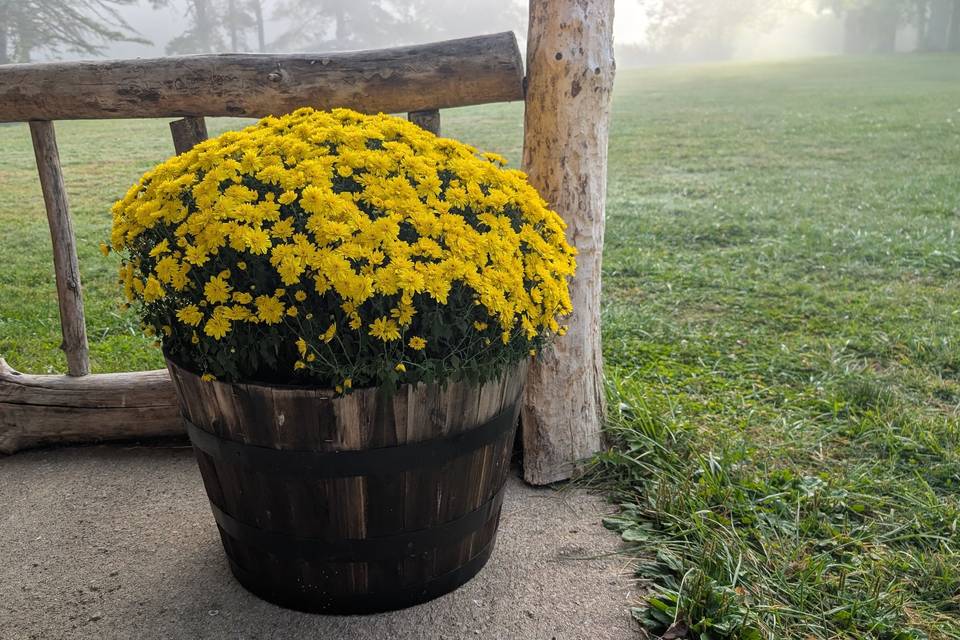 Mums and mist