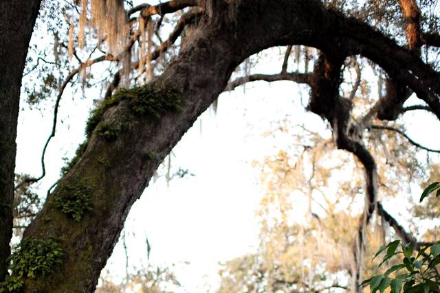 Harry P. Leu Gardens
