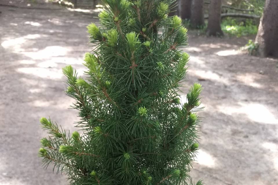 Ring holder and tree for home