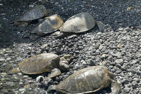 Sea Turtles