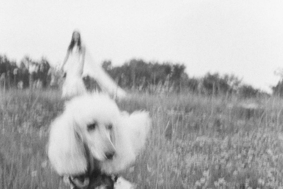 Bride's dog B&w film
