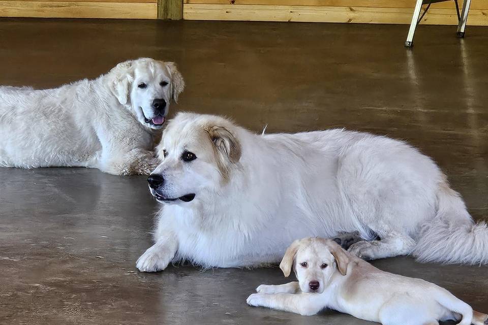 Oscar, Charlie & Toby