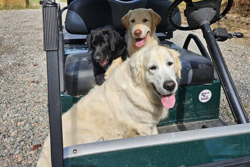 Oscar, Gunner & Toby