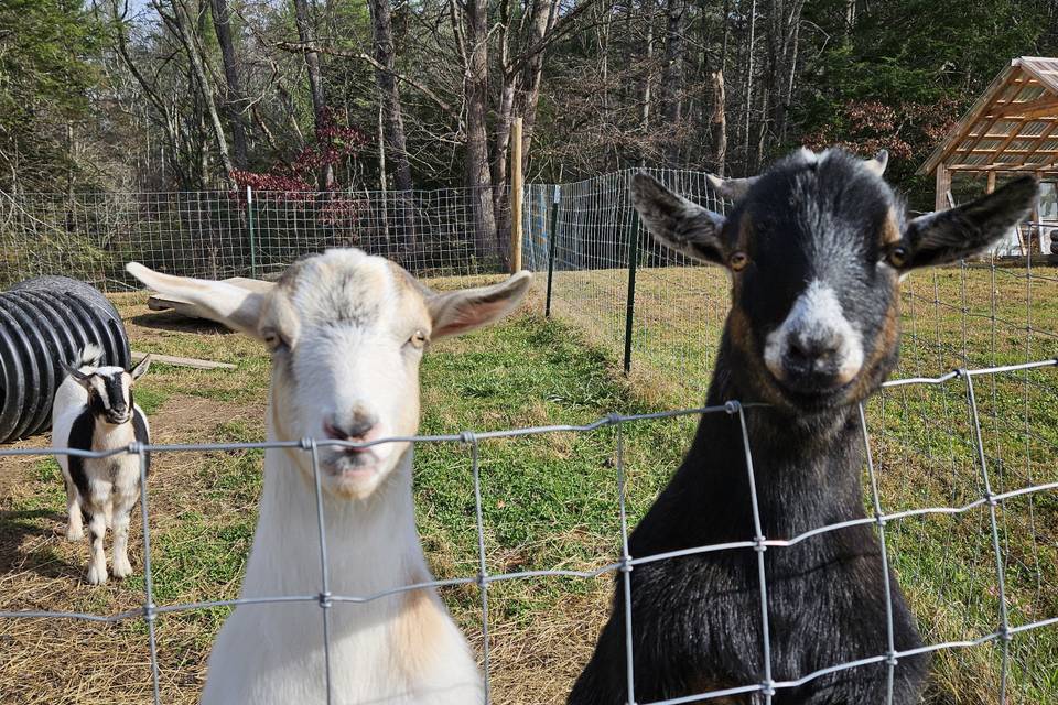Bumper & Buster