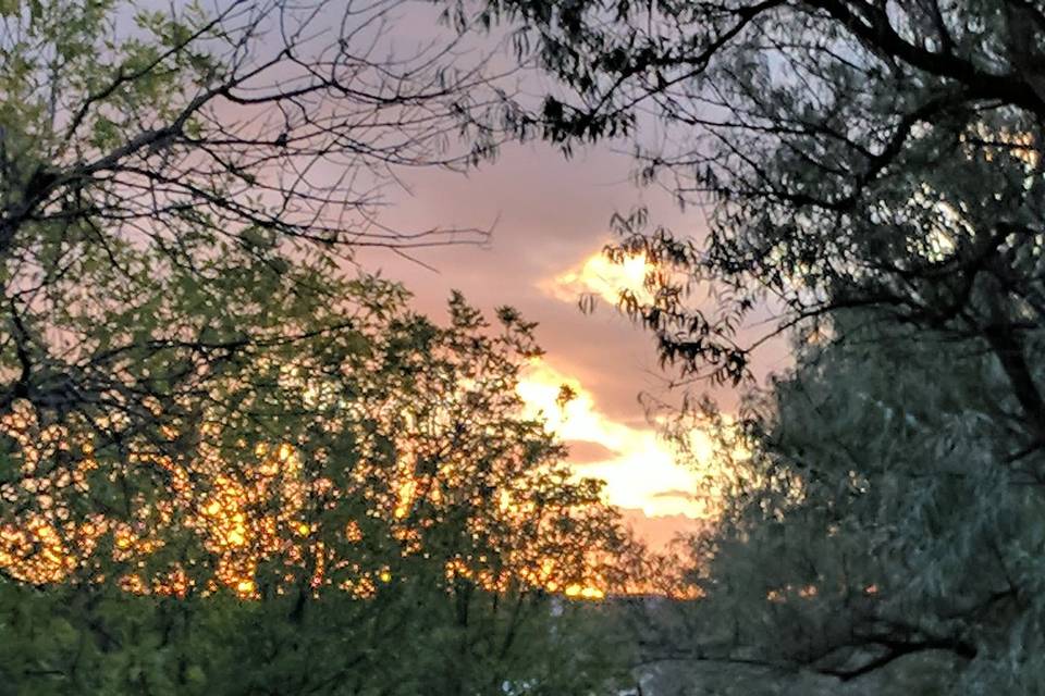 Sunset in trees