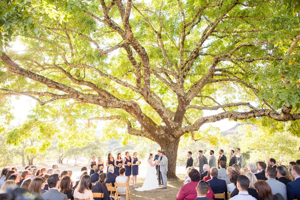 Wedding tree