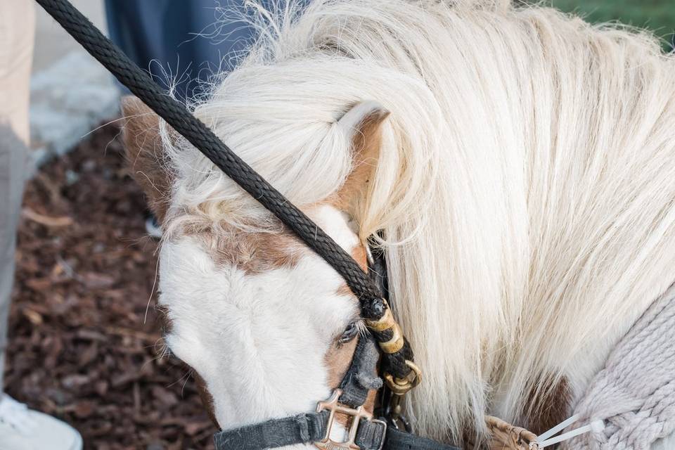 Pony