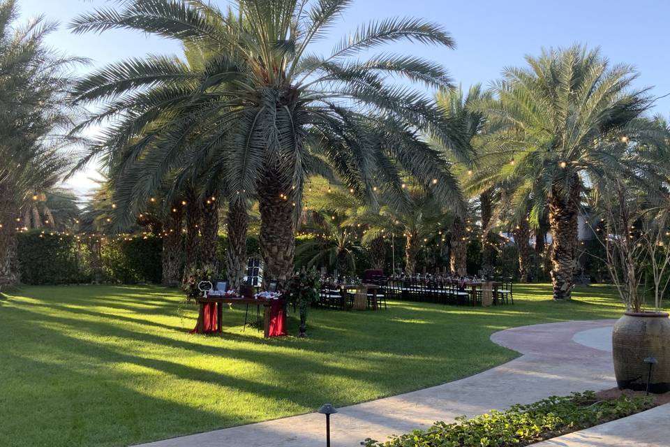 Stunning Date Palm Garden