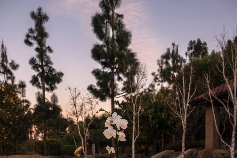 Saddlebrook Ranch