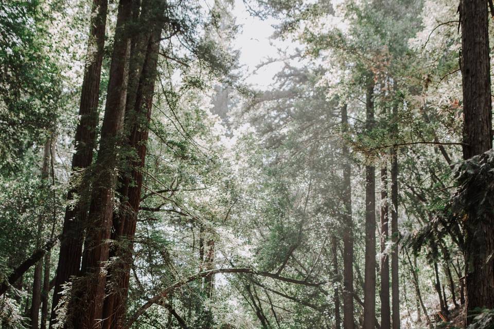 Wedding in the Redwoods