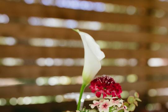 Flowers by Sarah York