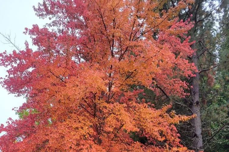 Upper Meadow in Fall