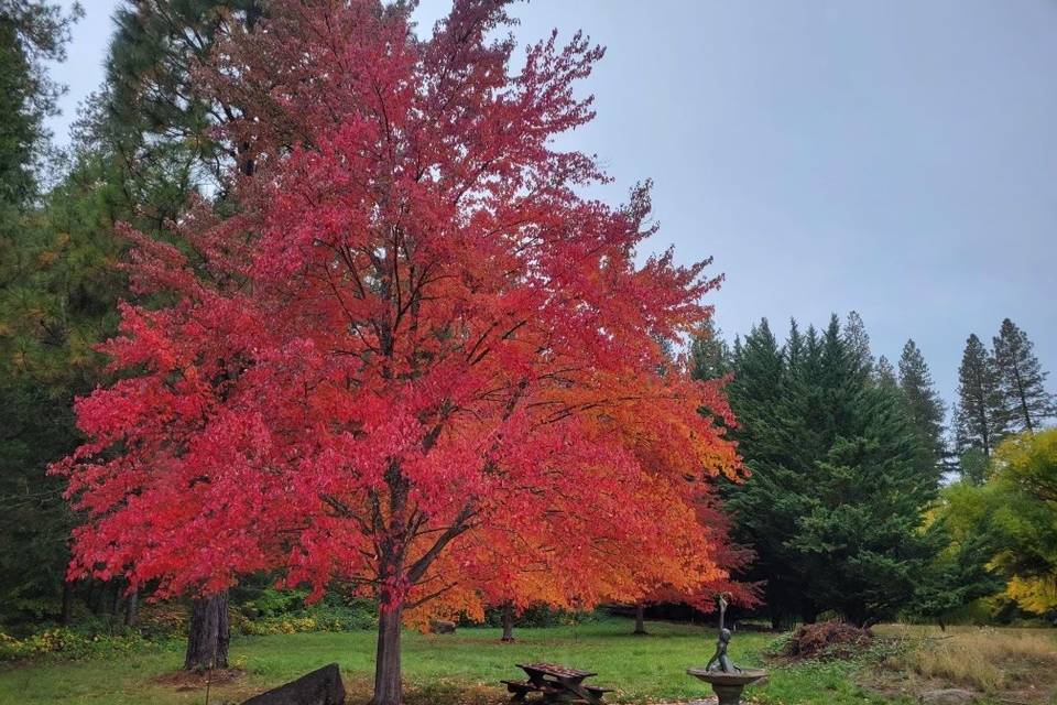 Upper Meadow in Fall