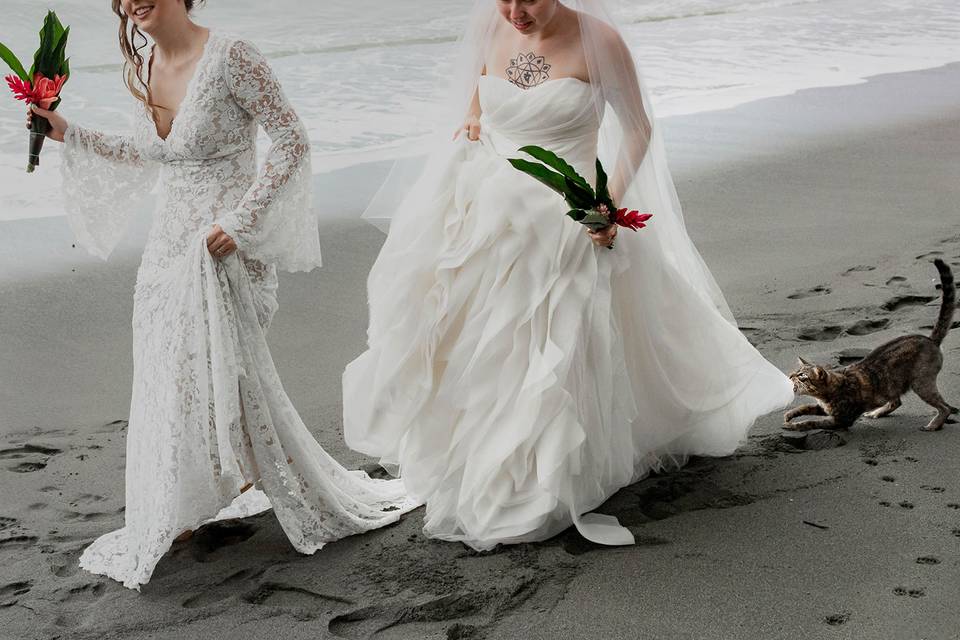 Two brides, beach walk, cat