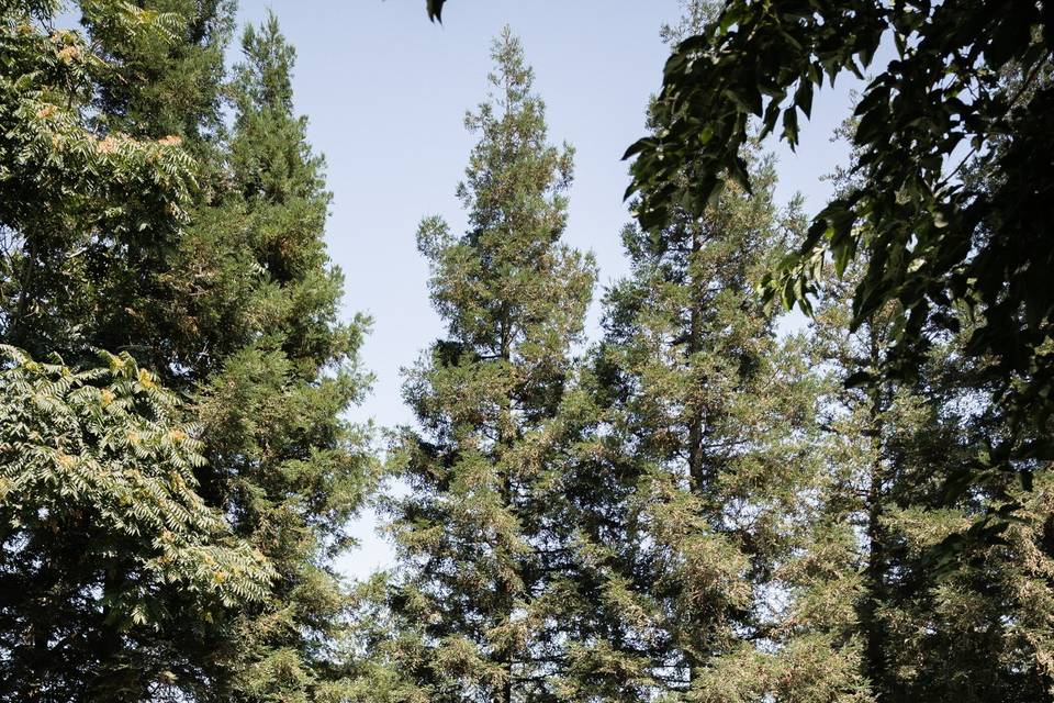 Modern Magnolia Events Co.