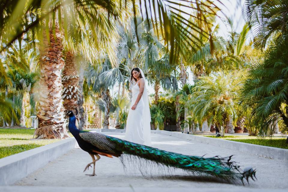 Cabo Beach Weddings