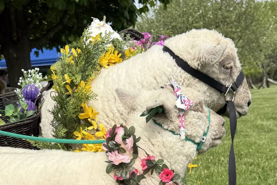 All fresh for the party