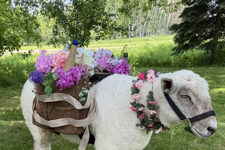 Bar on the hoof
