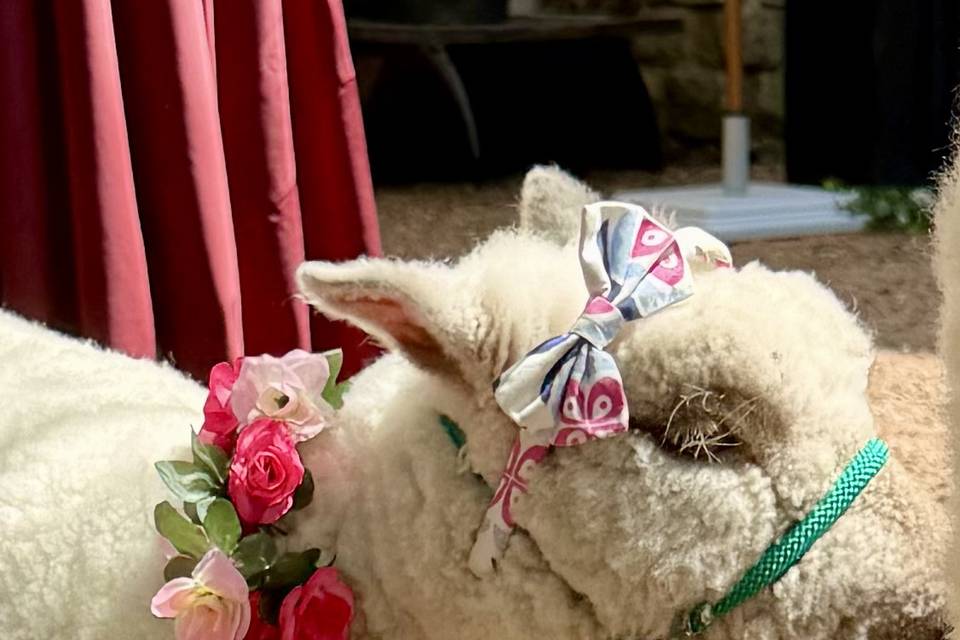 Beautiful on the hoof