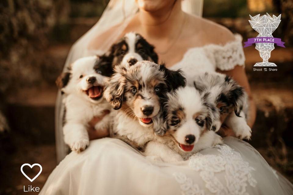 Bride & Puppies