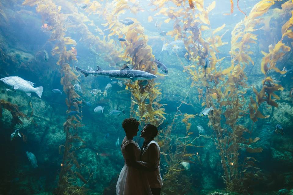 Kelp Forest Wedding