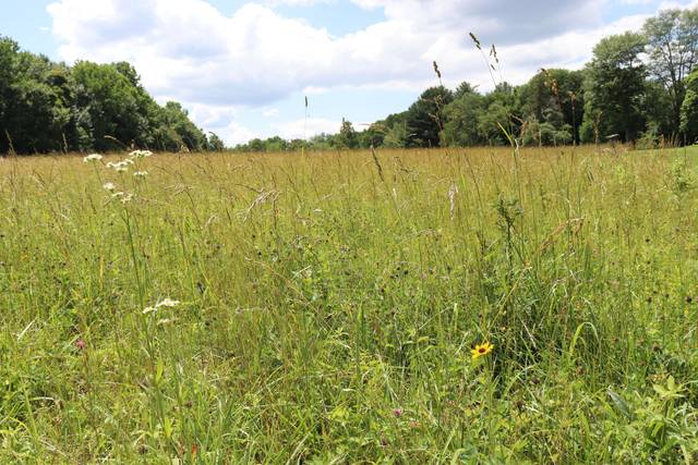 Field
