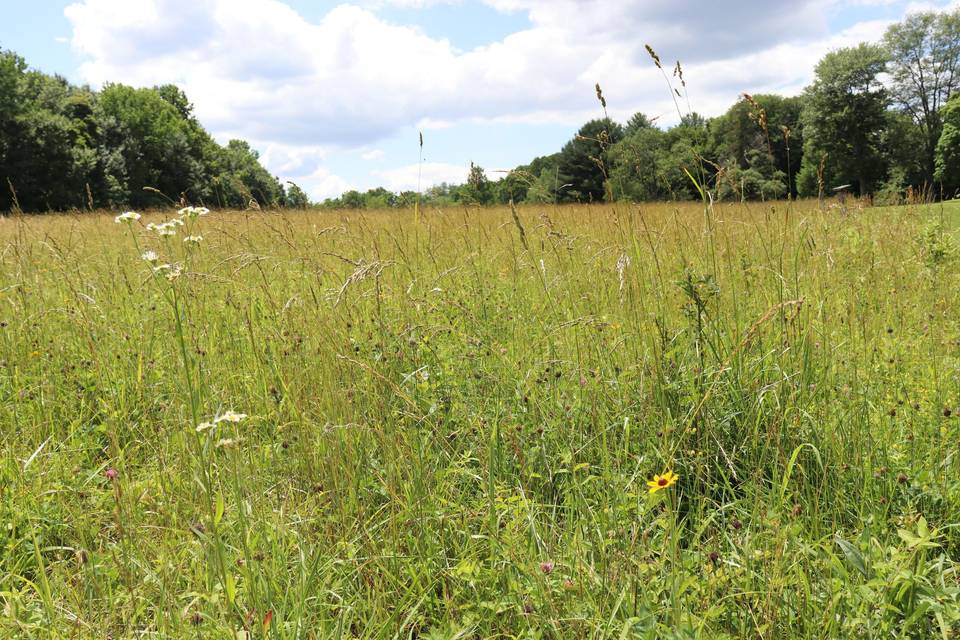 Field