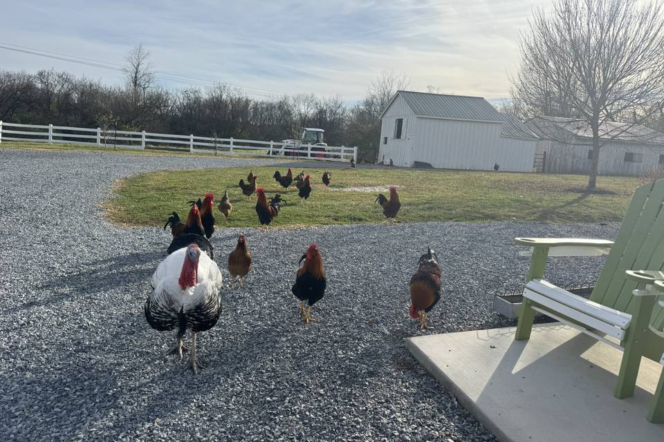 The flock
