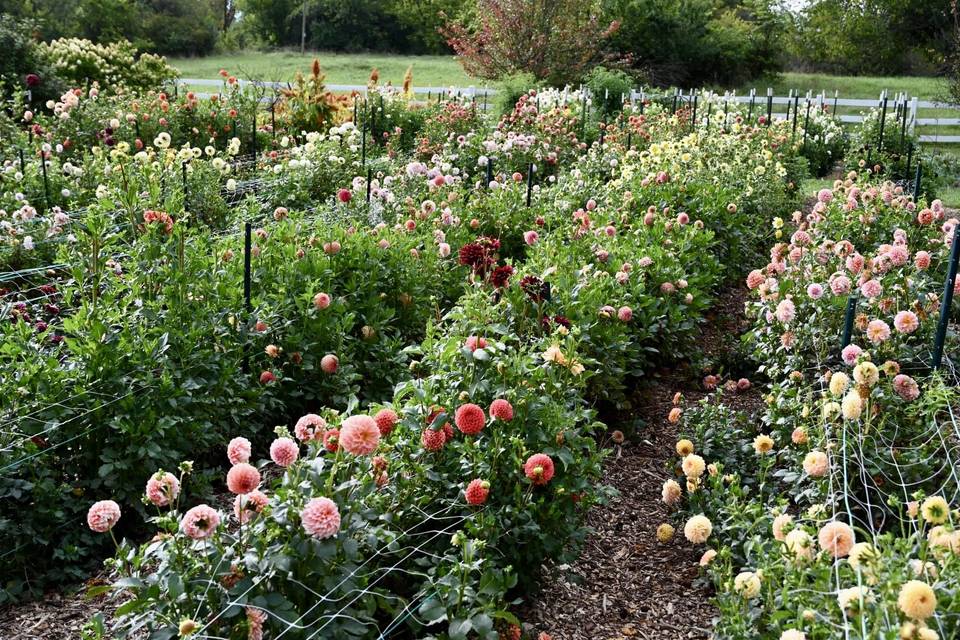 Dahlia garden