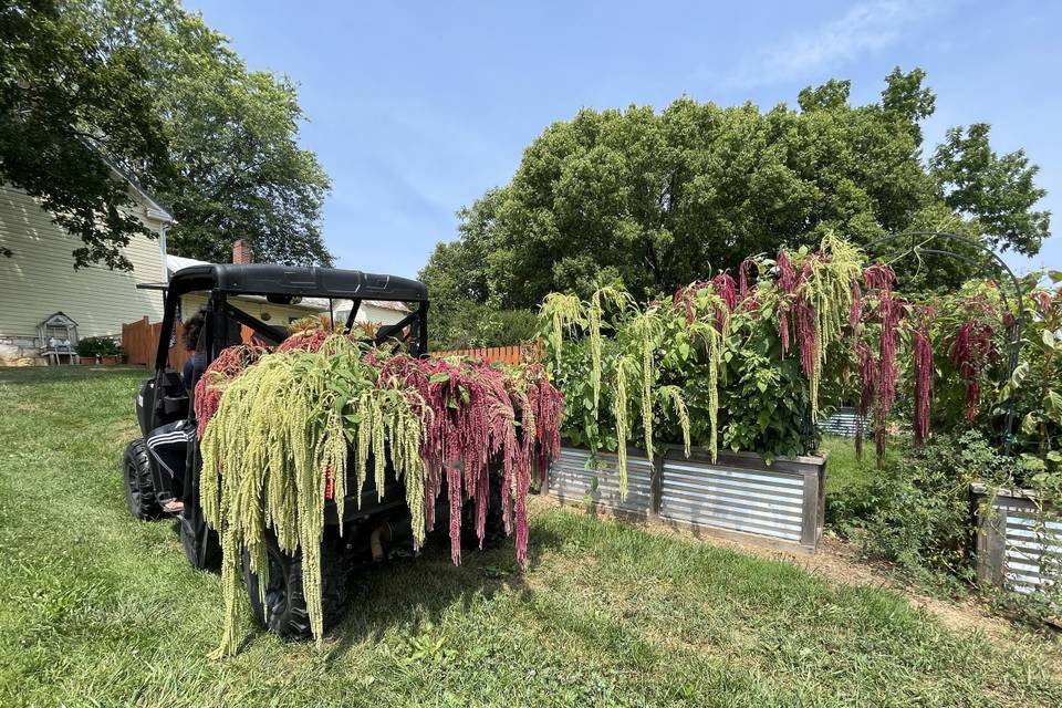 A garden haul