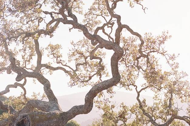 Oak trees are everything