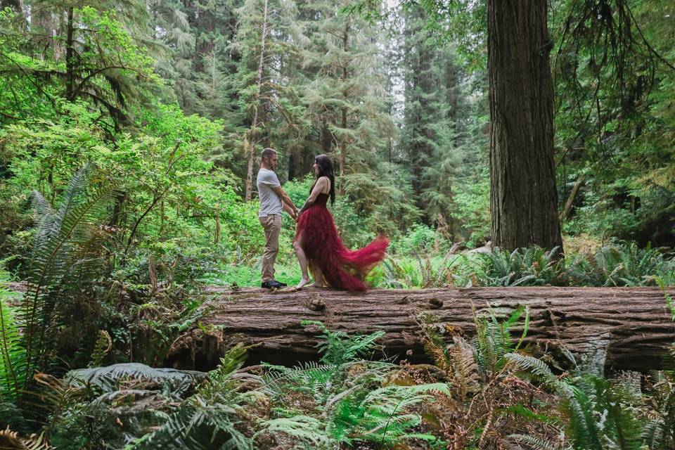 Redwoods Engagement