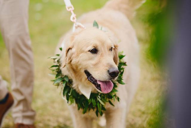 Dog Lei at Kualoa