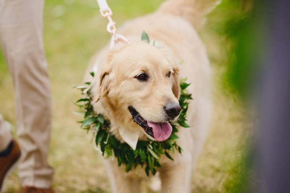 Dog Lei at Kualoa