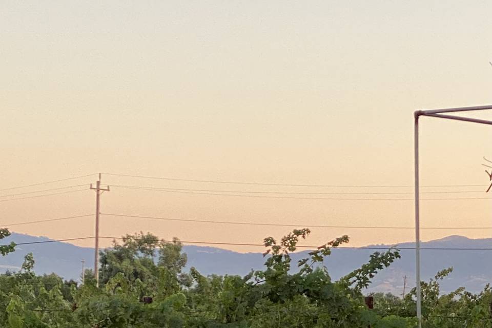 Vineyard views at sunset