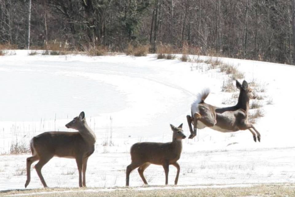 Deer by pond in winter