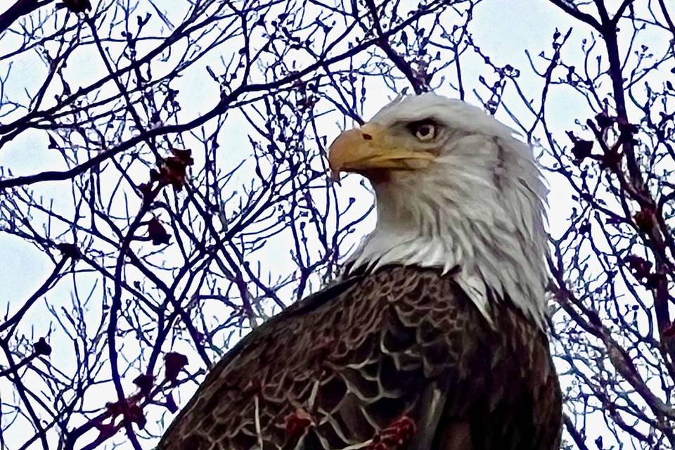 Bald eagle