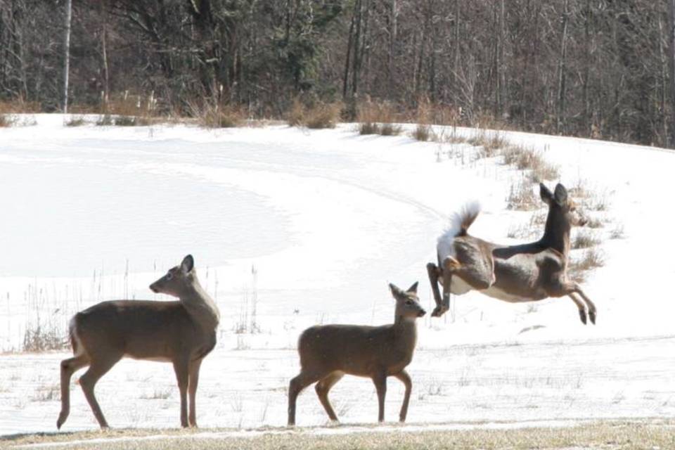 Deer meadows in winter