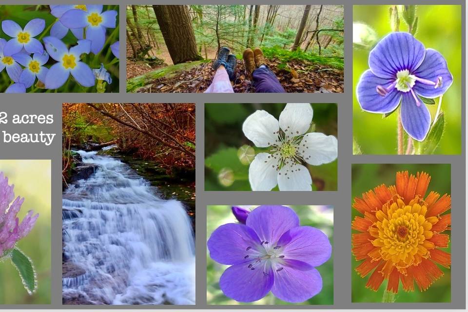 Waterfalls and wild flowers