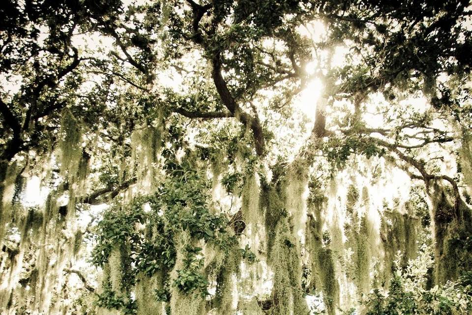 Under the oaks at Palmetto Bed & Breakfast in Parrish Florida/
