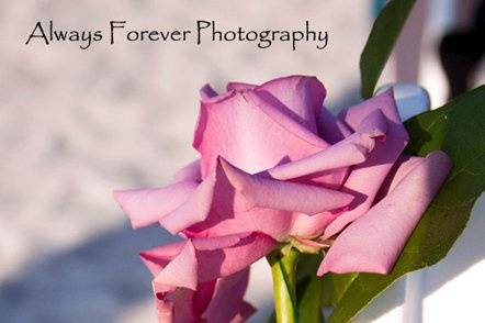 Always Forever Photography