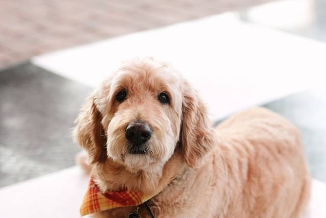 The Ring Bearer!
