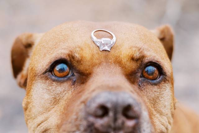 Ringbearer Dog Wedding Band